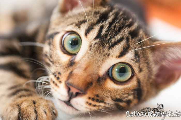 Bengal Kitten marbled